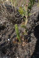 Image of Pelargonium caucalifolium Jacq.