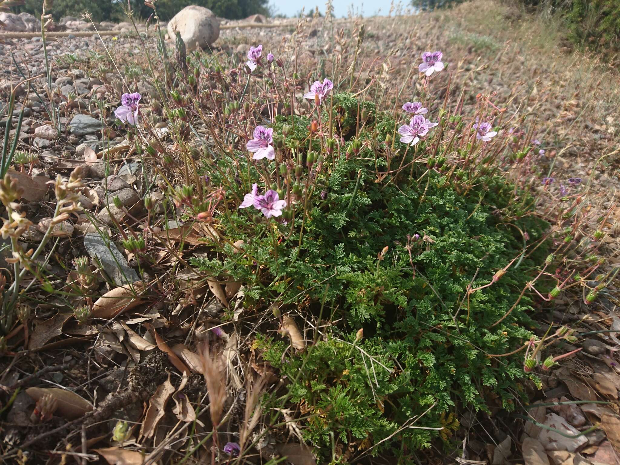 Sivun Erodium glandulosum (Cav.) Willd. kuva