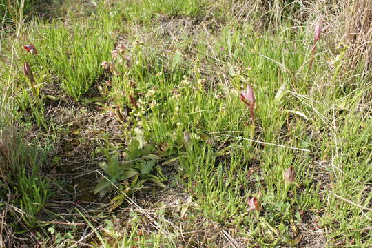 Image of Bumblebee orchid