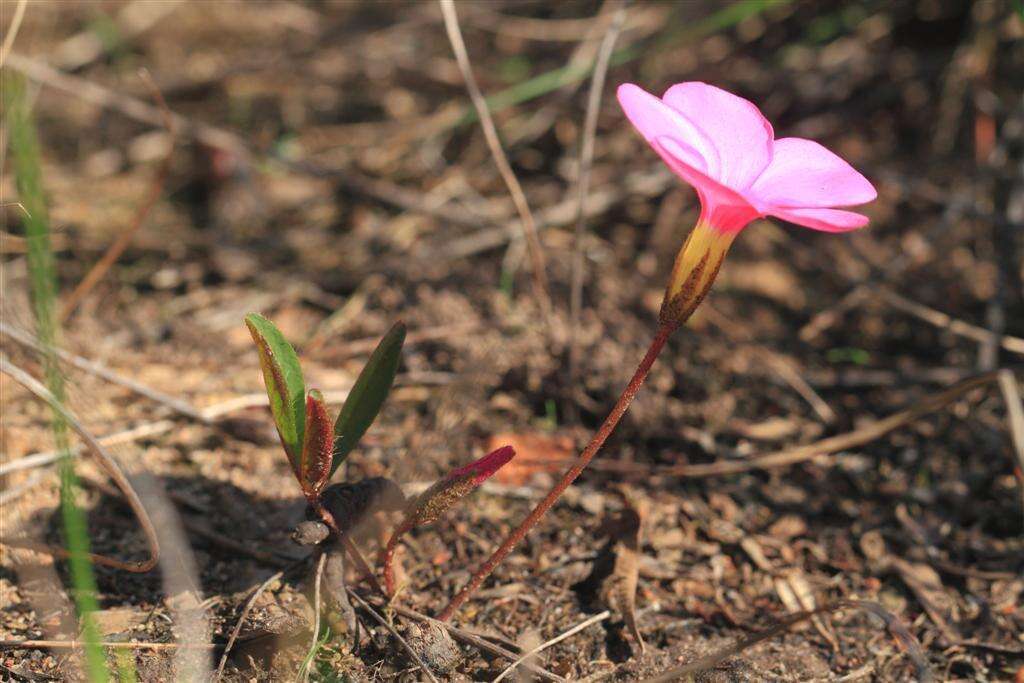 Image of Oxalis eckloniana var. sonderi Salter