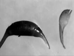 Image of Rhynchostegium tenuifolium Reichardt 1870