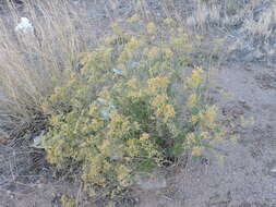 Image of threadleaf snakeweed