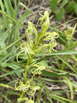 Image of Habenaria filifera S. Watson