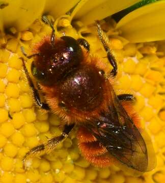 Image of Osmia ferruginea Latreille 1811