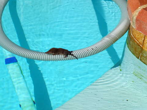 Image of Reddish-gray Musk Shrew