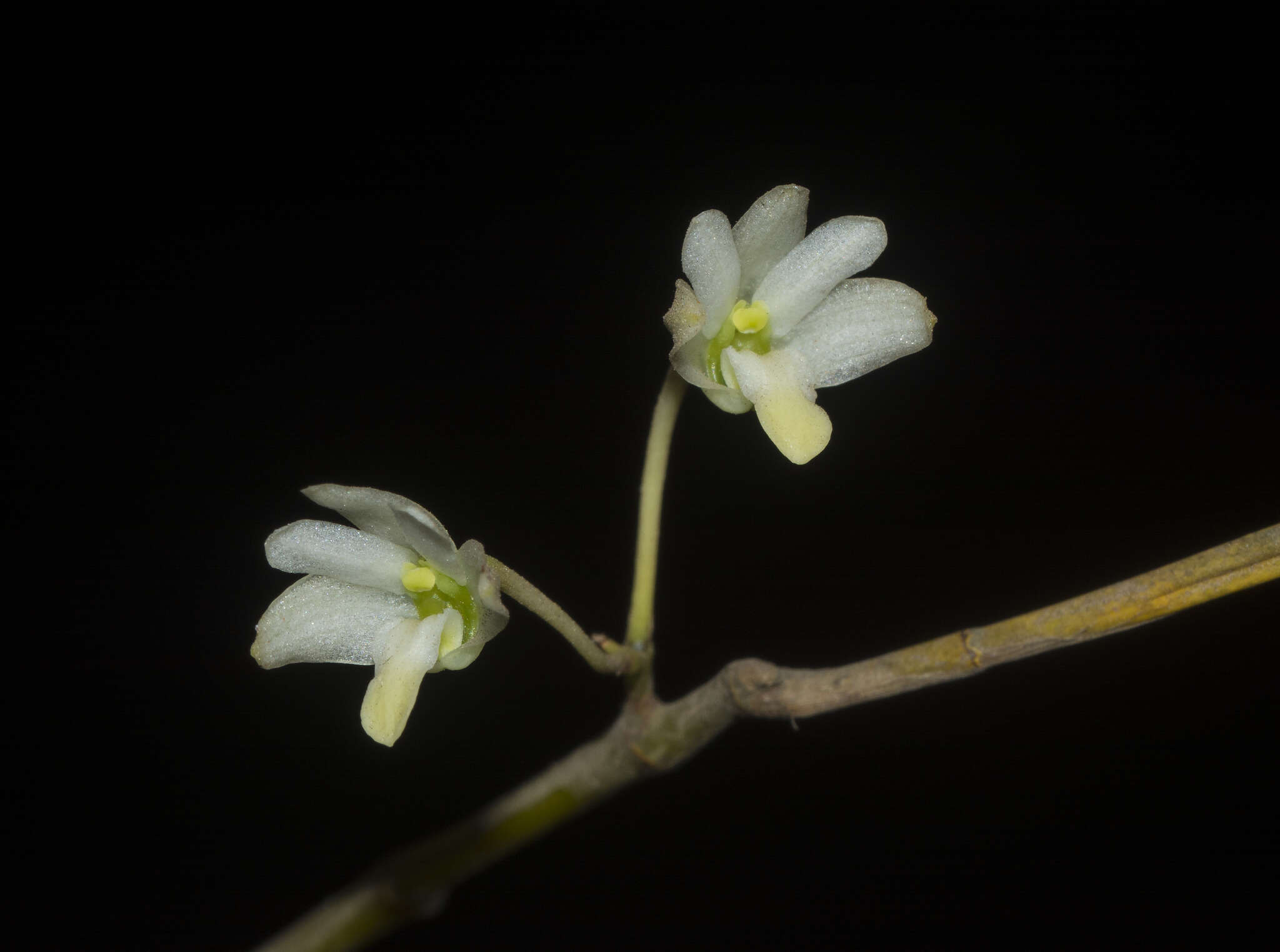 Image of Dendrobium herbaceum Lindl.