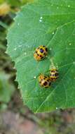 Image of Squash Lady Beetle