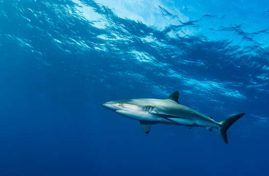 Image of Silky Shark