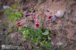 Image of Chinese Foxglove