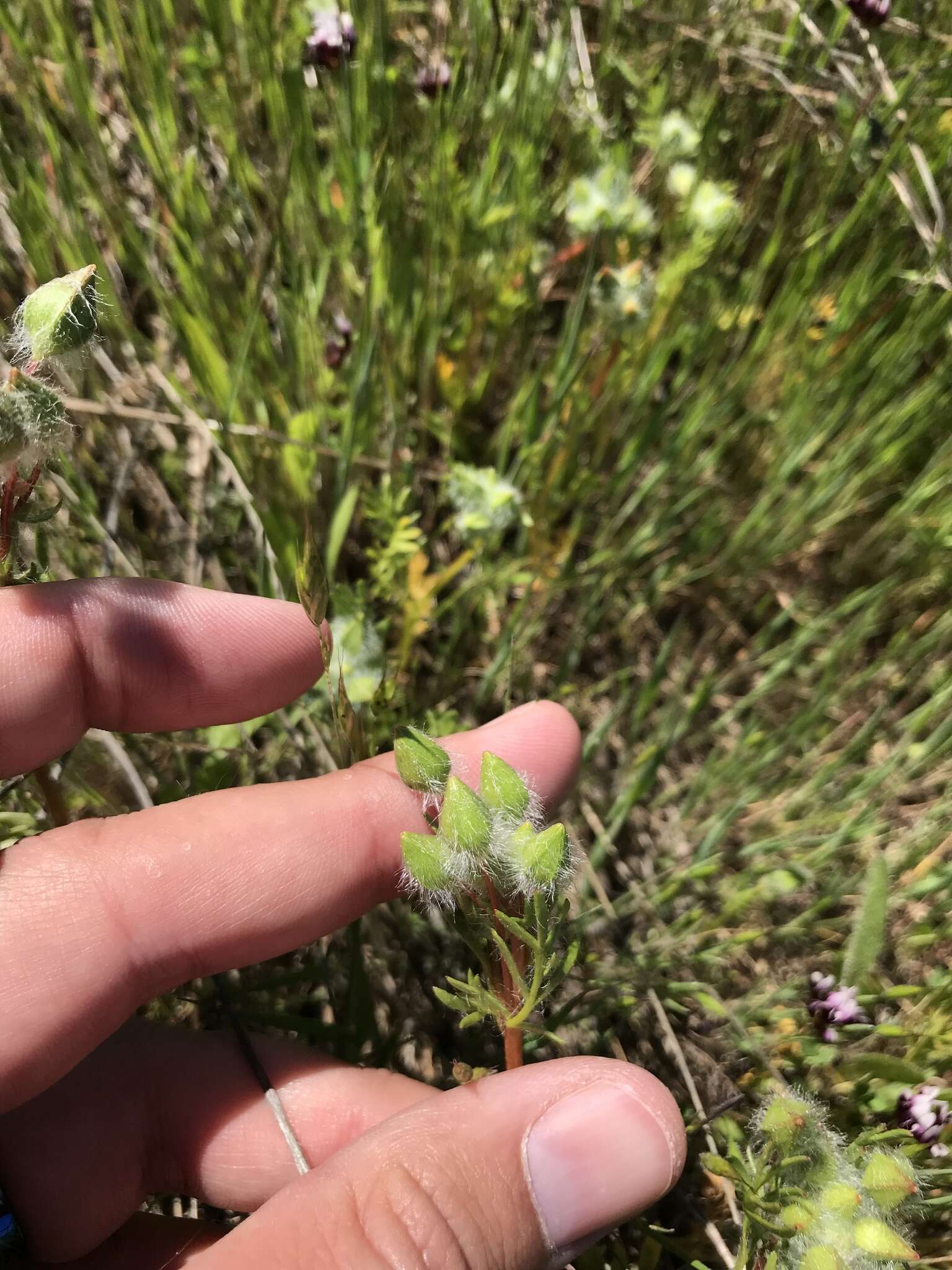 Image of annual checkerbloom