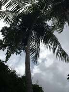 Image of Assai palm