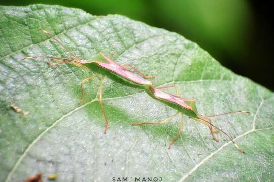 Image of Homoeocerus (Anacanthocoris) striicornis Scott 1874