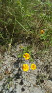 Image of Dyssodia decipiens (Bartl.) M. C. Johnston