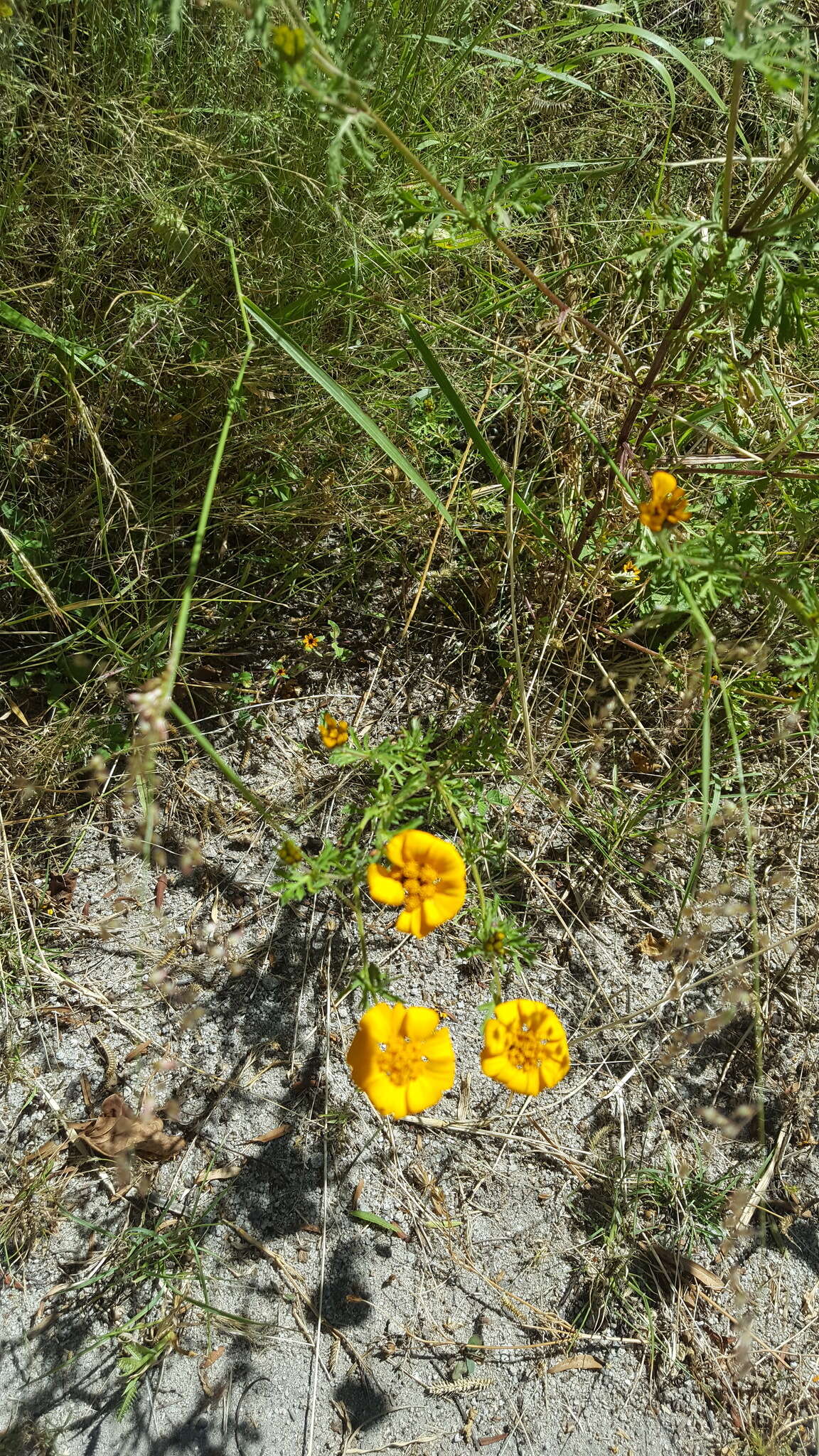 Image of Dyssodia decipiens (Bartl.) M. C. Johnston