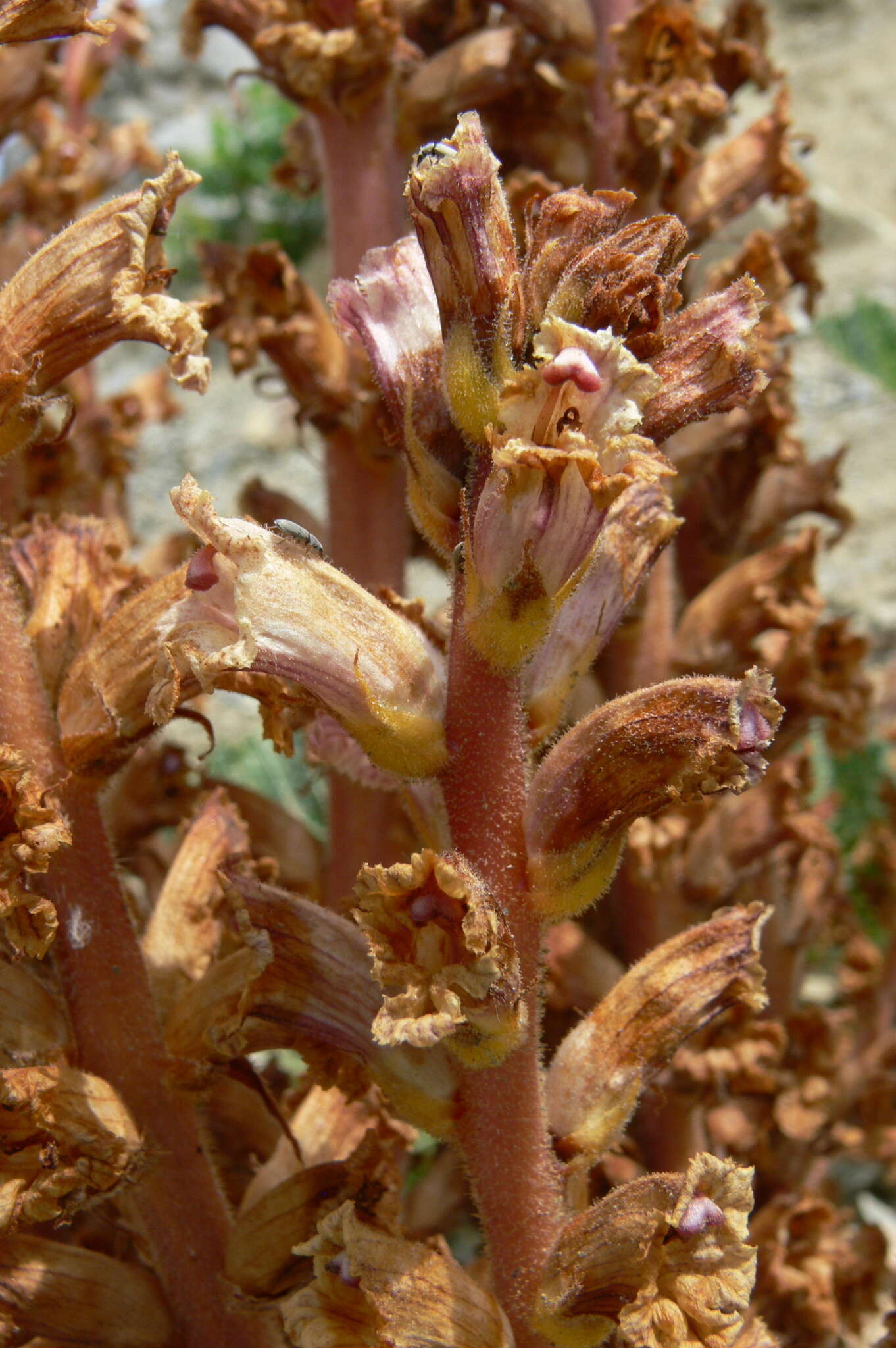 Imagem de Orobanche laxissima Uhlich & Rätzel