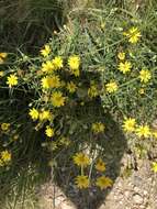 Image of sickleleaf silkgrass