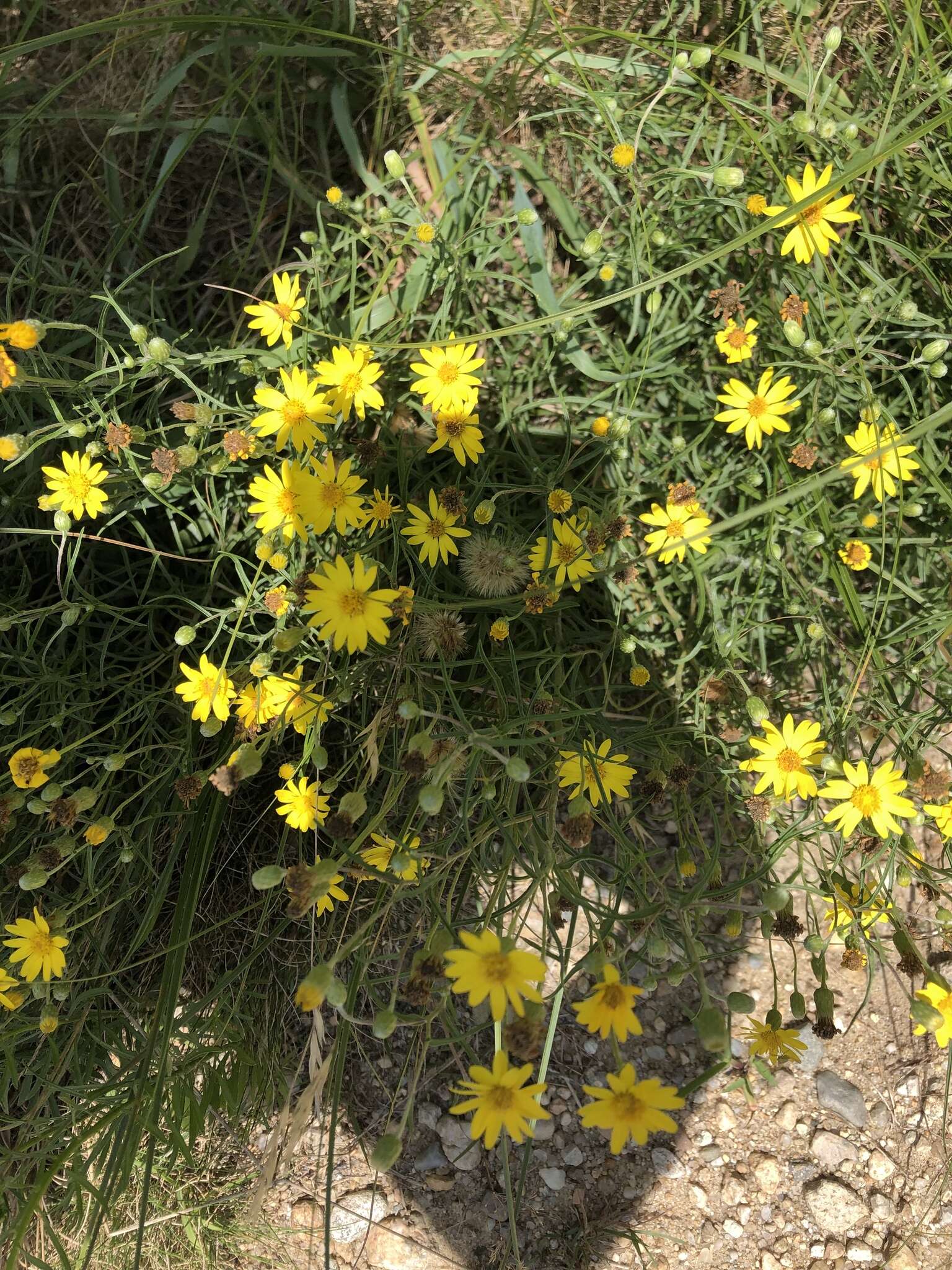 Image of sickleleaf silkgrass