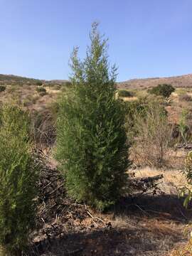 Image of Guadalupe Cypress