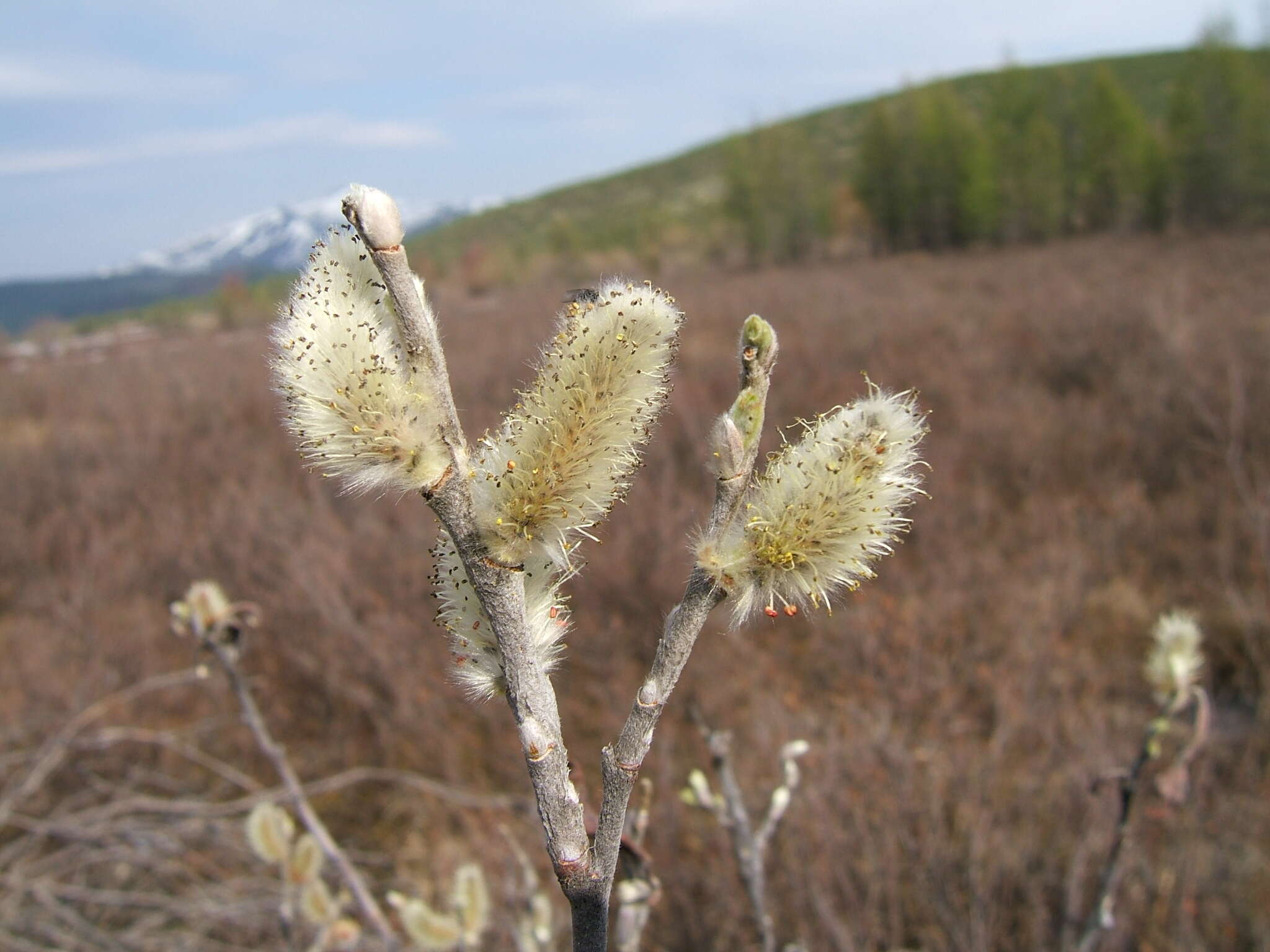 Sivun Salix alaxensis (Anderss.) Coville kuva