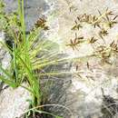 Image of Cyperus flavescens var. rehmannianus (C. B. Clarke) Kük.