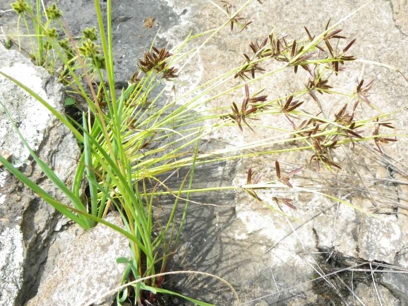 Image of Cyperus flavescens var. rehmannianus (C. B. Clarke) Kük.