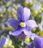 Image of Nemesia leipoldtii Hiern