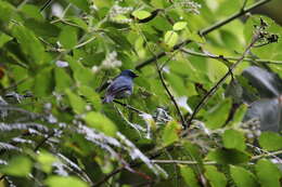 Image de Gobemouche indigo