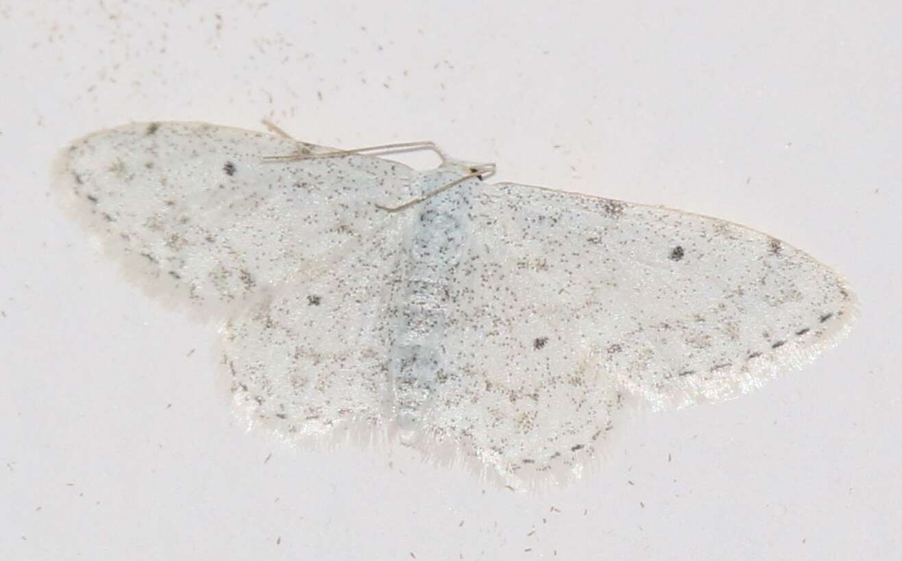 Image of Idaea camparia Herrich-Schäffer 1851