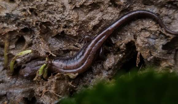 Image of Carolina mountain dusky salamander