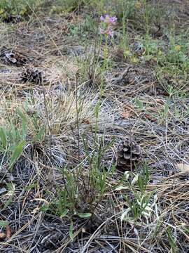 Image of Peck's beardtongue