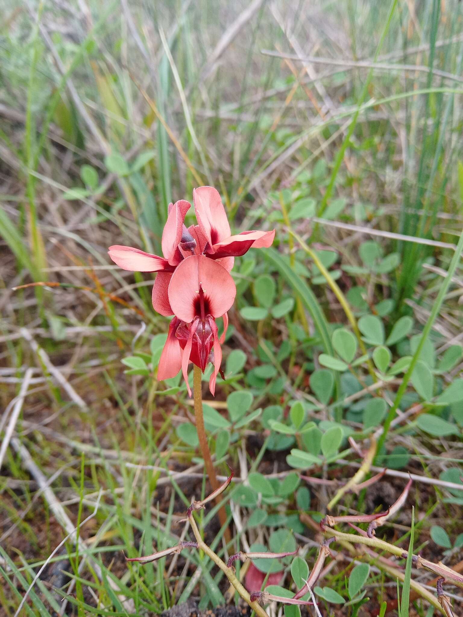 Image of Indigofera procumbens L.