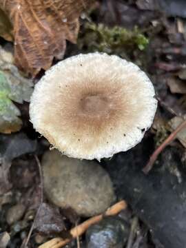 Image of Inocybe curvipes P. Karst. 1890