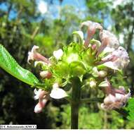 صورة Phyllopentas austro-orientalis (Homolle & Verdc.) Kårehed & B. Bremer