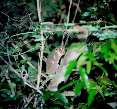 Image of slender loris