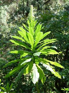 Image of Lobelia giberroa Hemsl.