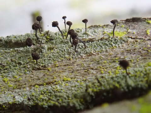 Image of needle lichen