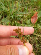 Image of Round-fruited Rush