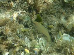 Image of Grey Wrasse