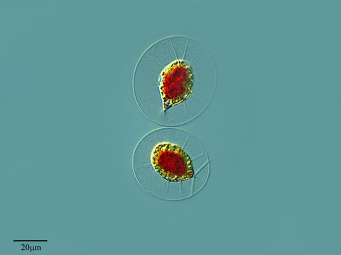 Image of <i>Haematococcus pluvialis</i> Flotow 1844