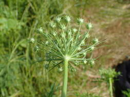 Image of Ammi majus L.