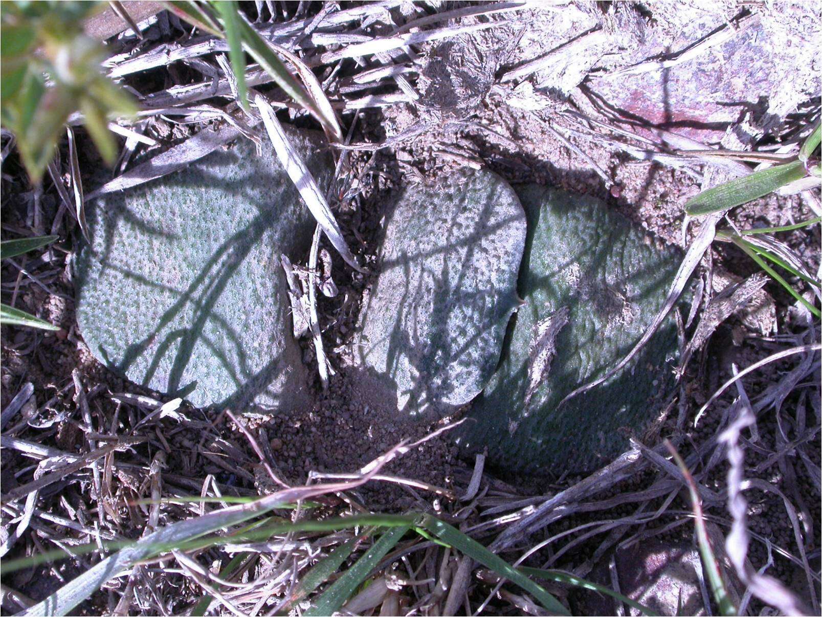 Image of Gasteria nitida (Salm-Dyck) Haw.