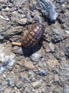 Image of Pill woodlouse