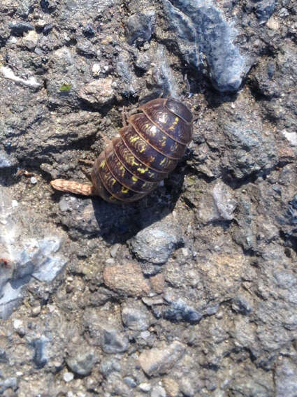 Image of Pill woodlouse