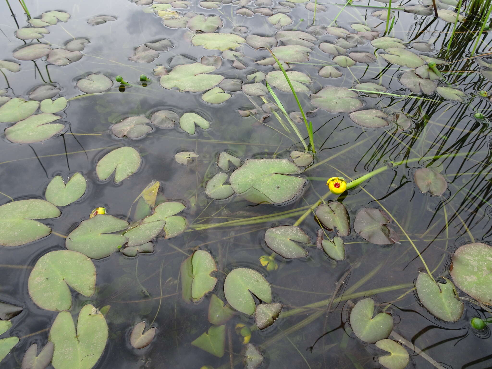 Plancia ëd Nuphar microphylla (Pers.) Fern.