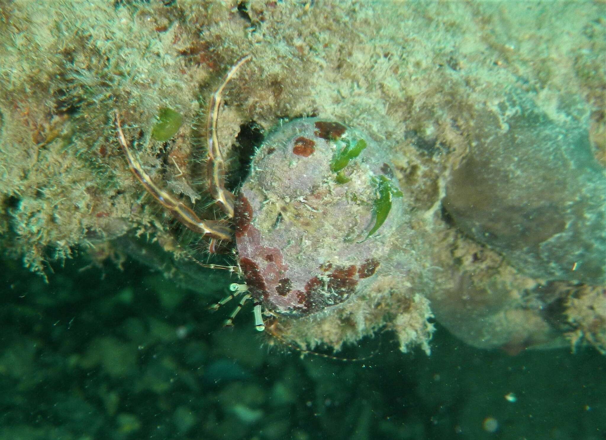 Image of rocky-shore hermit crab