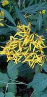 Image of wood ragwort