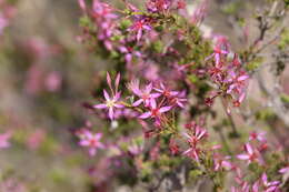 Sivun Calytrix leptophylla Benth. kuva