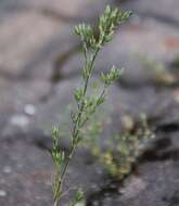 Image of Minuartia mucronata (L.) Schinz & Thell.