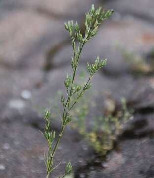 Plancia ëd Minuartia mucronata (L.) Schinz & Thell.