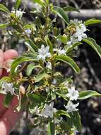 Image of Myoporum viscosum R. Br.